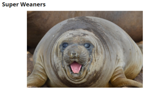 Picture of a juvenile elephant seal smiling blankly